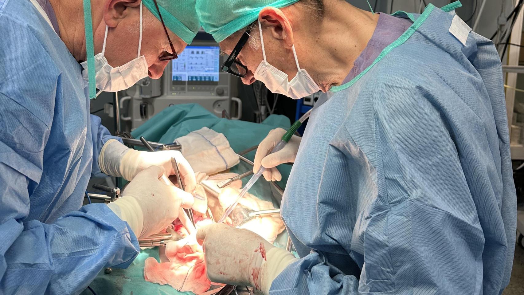 Una operación pionera en A Coruña transplanta riñones porcinos modificados con organoides humanos.