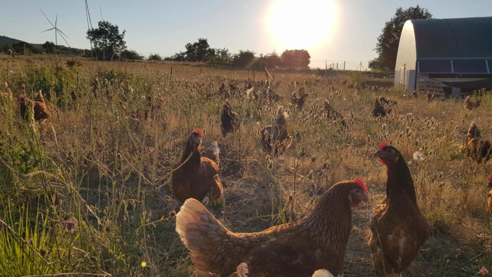 Granja de aves antes de las restricciones