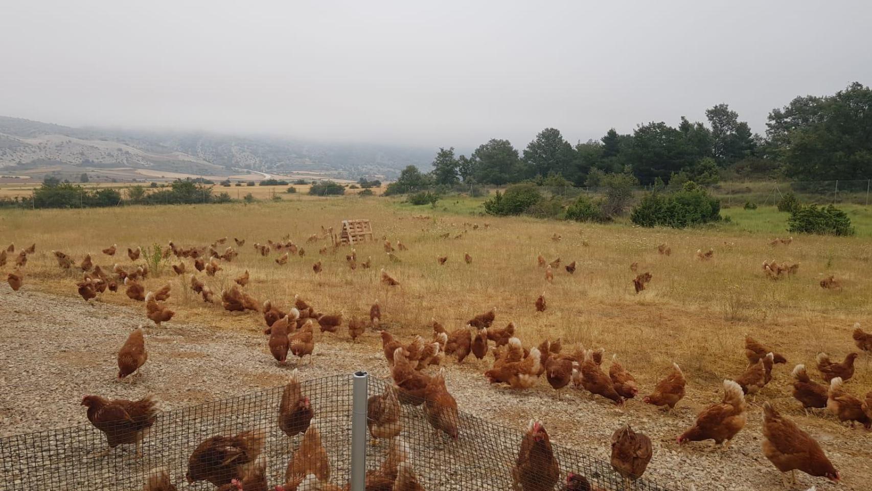 Granja de aves antes de las restricciones
