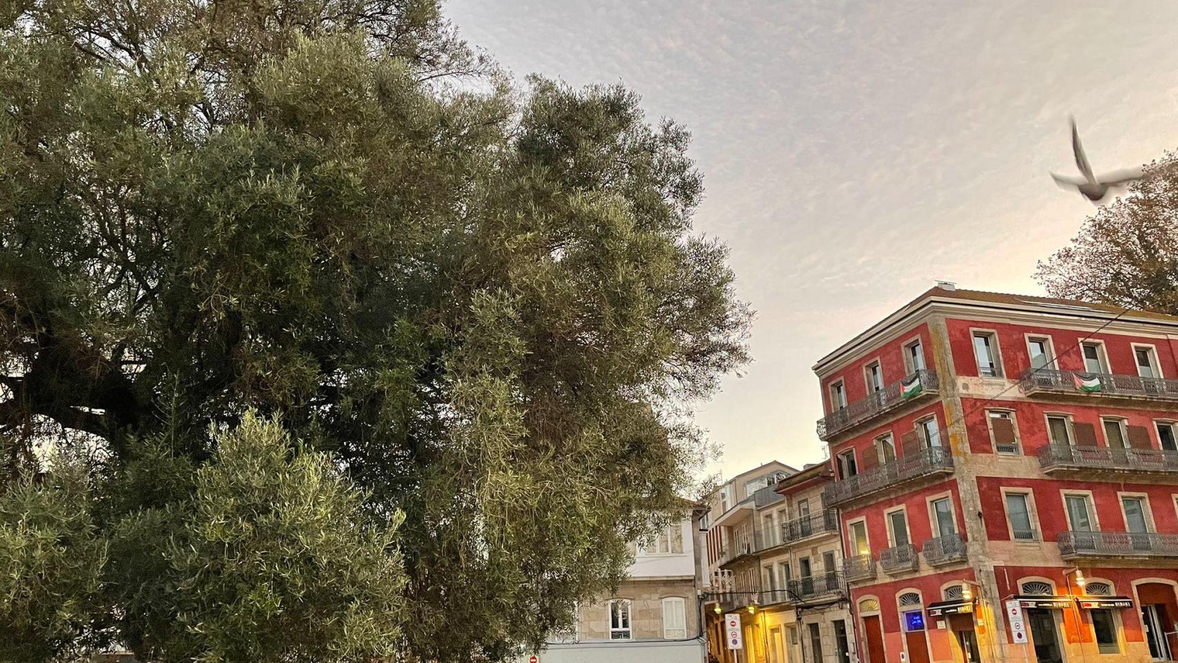 El olivo de Vigo a 3 de noviembre de 2025.