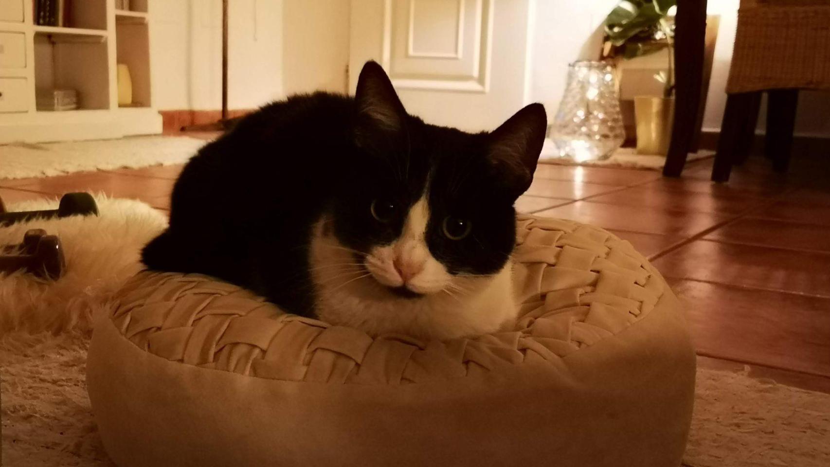 Un gato tumbado en su cucha.