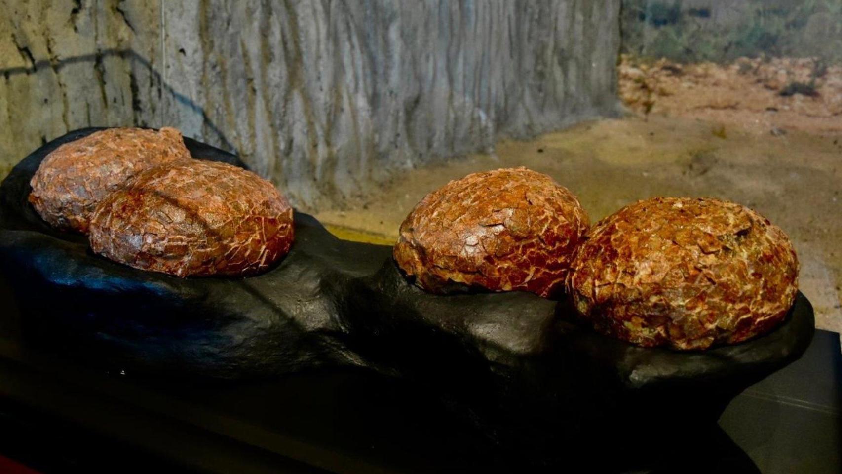 Imagen de los huevos de titanosaurio que se exhiben en el Museo Paleontológico de Castilla-La Mancha.