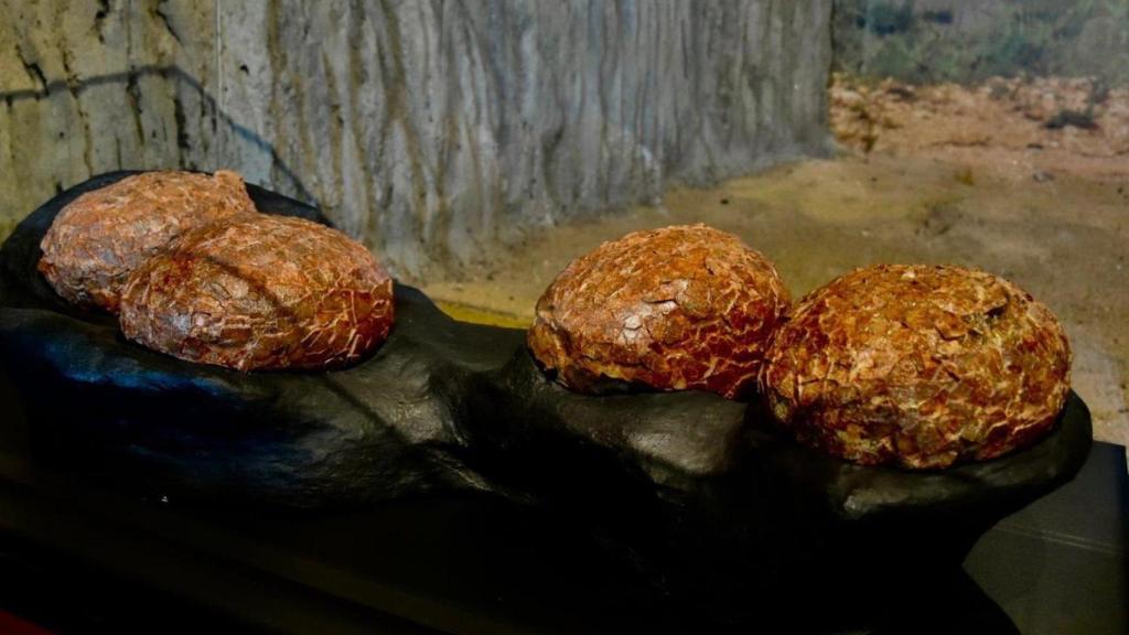 Imagen de los huevos de titanosaurio que se exhiben en el Museo Paleontológico de Castilla-La Mancha.