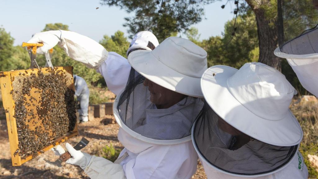Ecocolmena cuenta con 42 socios y una Red de Apicultores Anfitriones en distintas regiones de España.