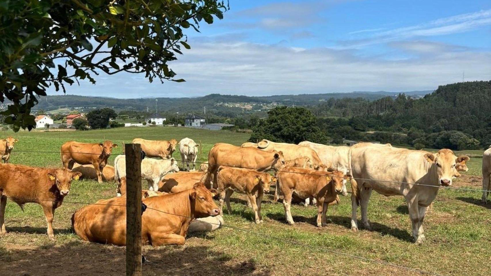 Centro De Investigacións Agrarias De Mabegondo (CIAM).