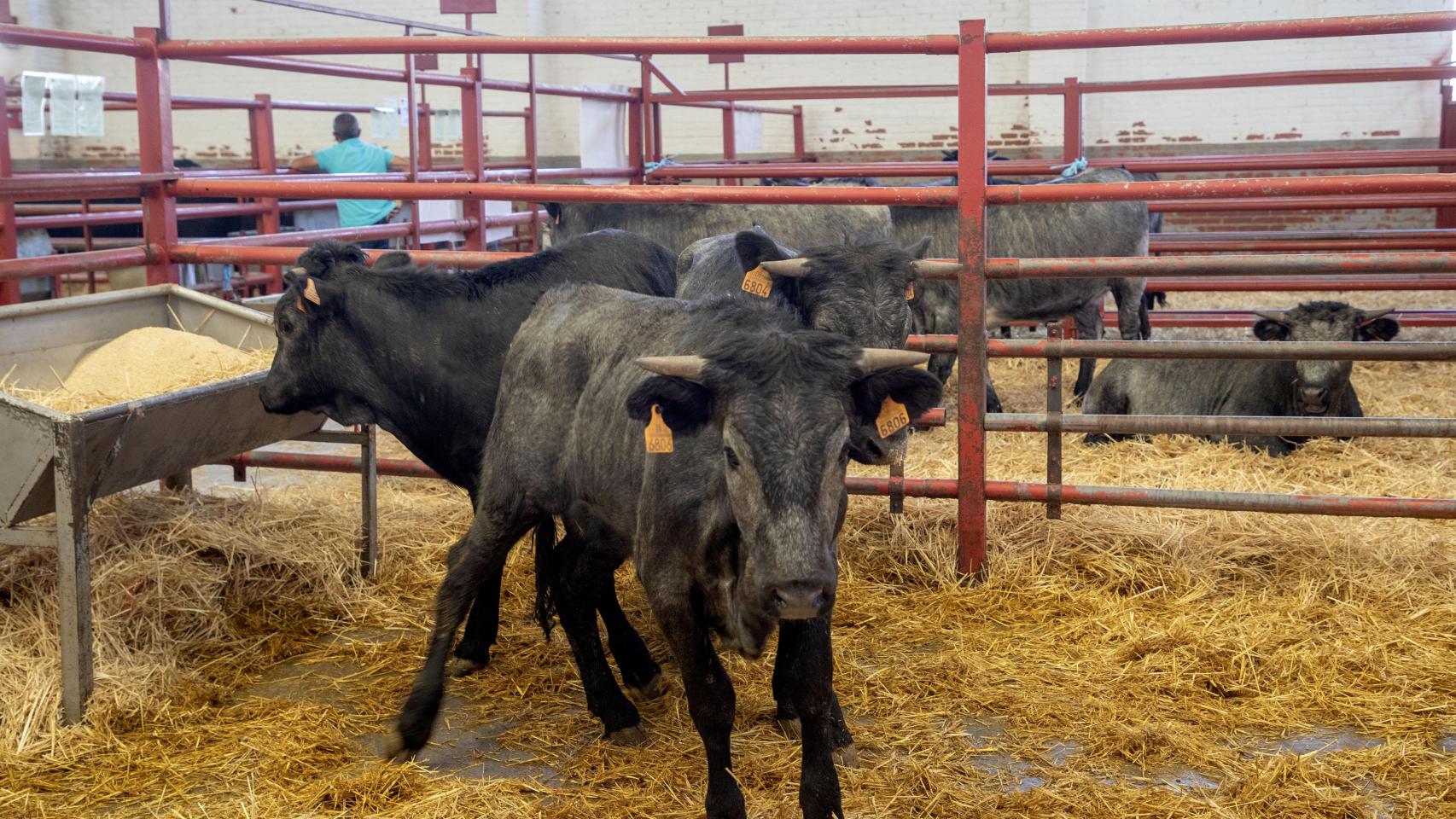 Imagen de archivo de una feria de ganado en Castilla y León