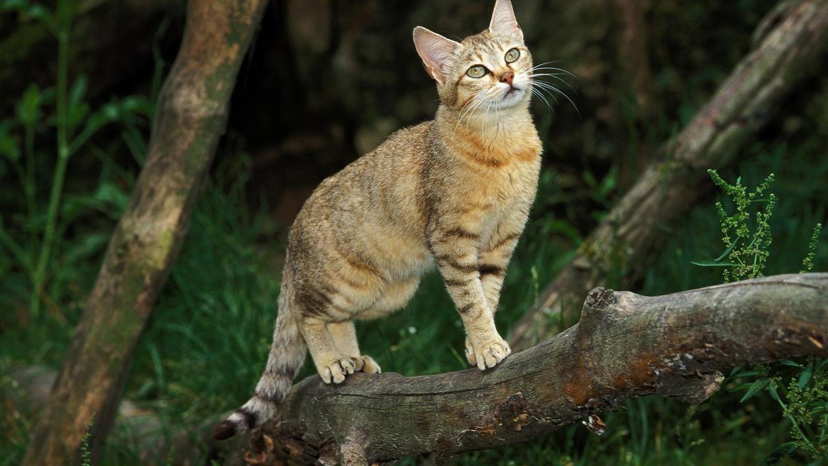 Un gato Felis silvestris lybica.