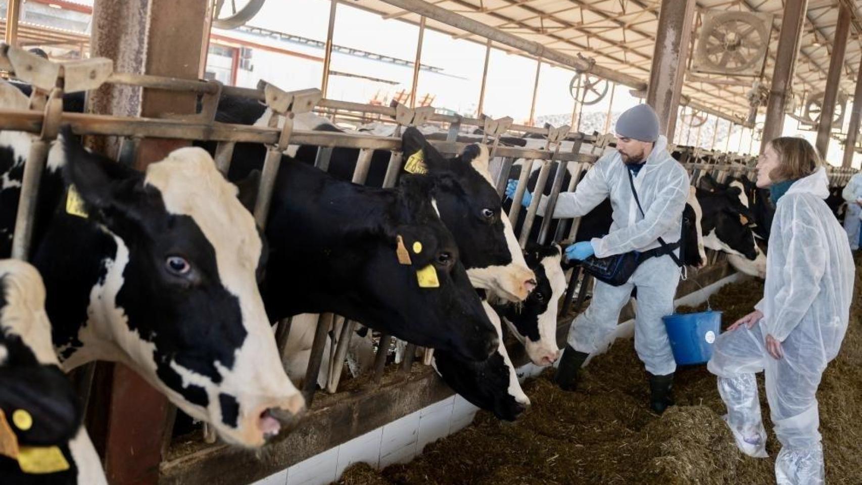 Campaña de vacunación con la dermatosis nodular en Aragón.