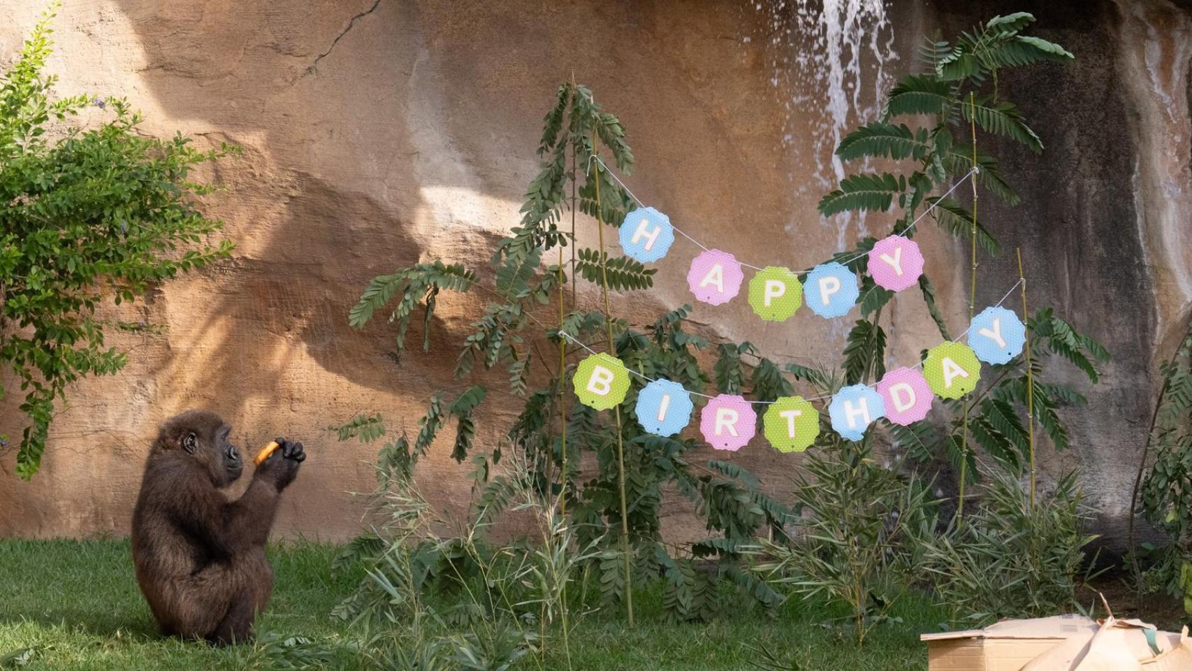 Ekan celebrando su quinto cumpleaños en Bioparc Fuengirola.