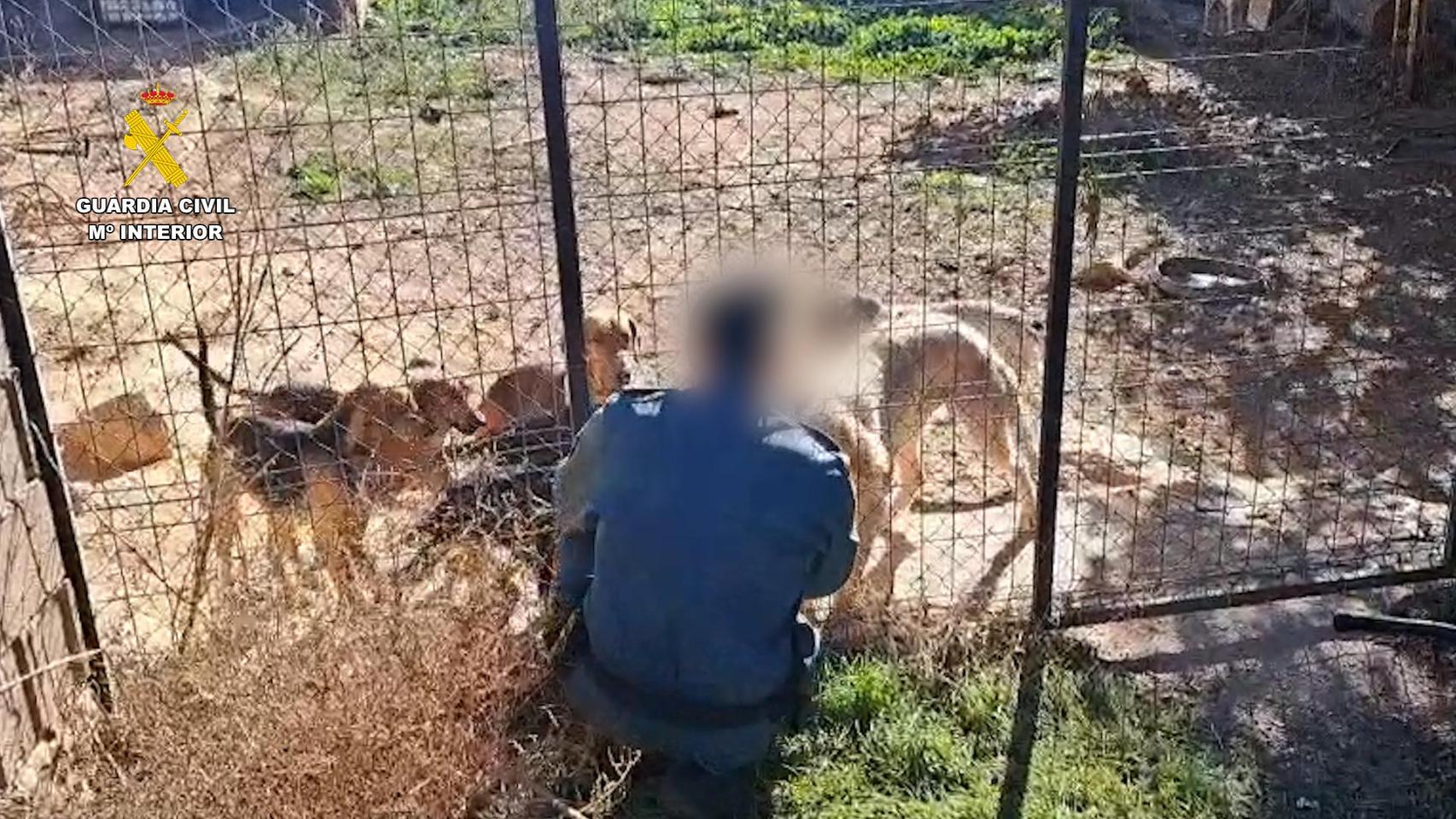 La Guardia Civil investiga un delito de maltrato animal en la comarca del Somontano (Huesca)