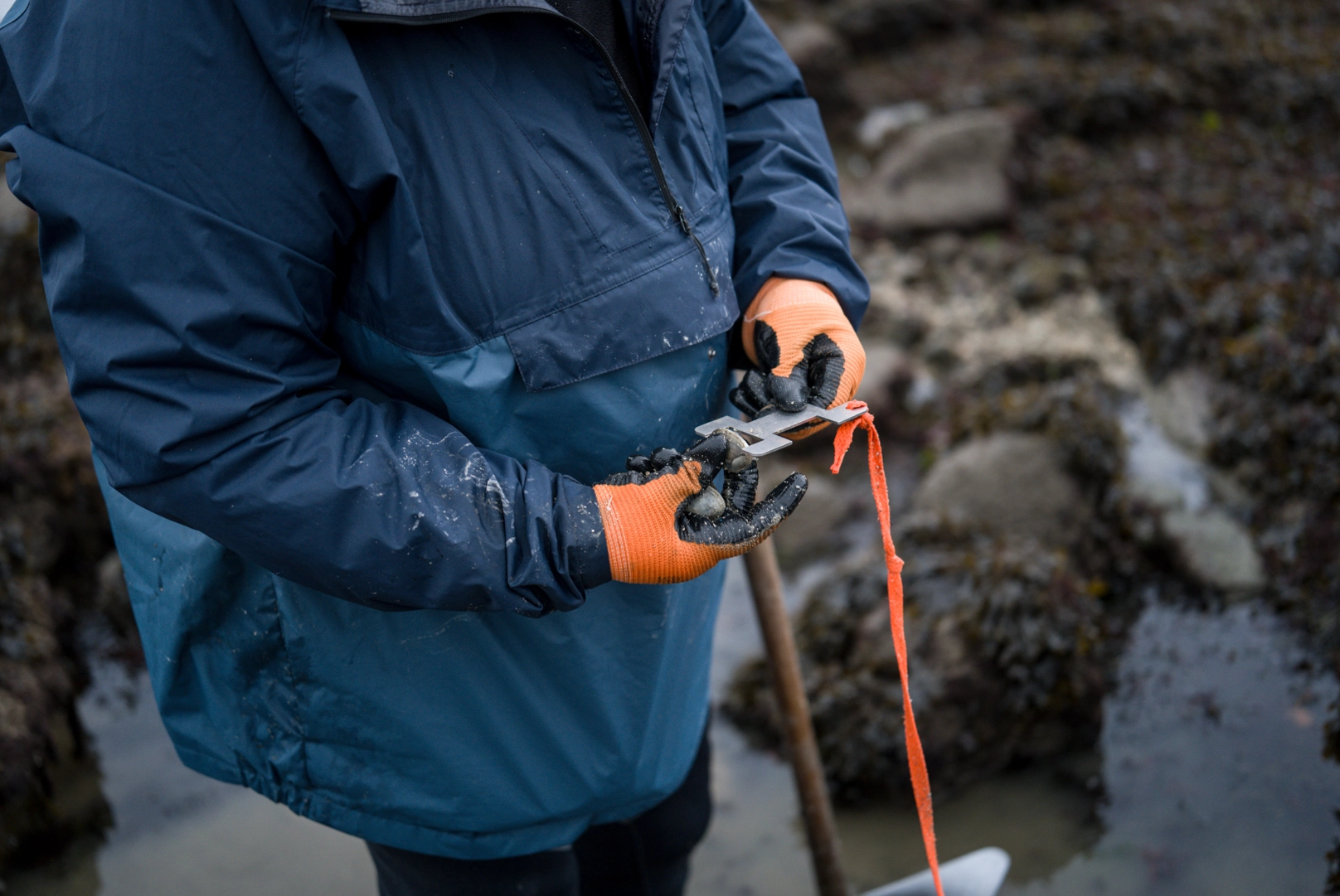 Foto cinco de las mariscadoras gallegas