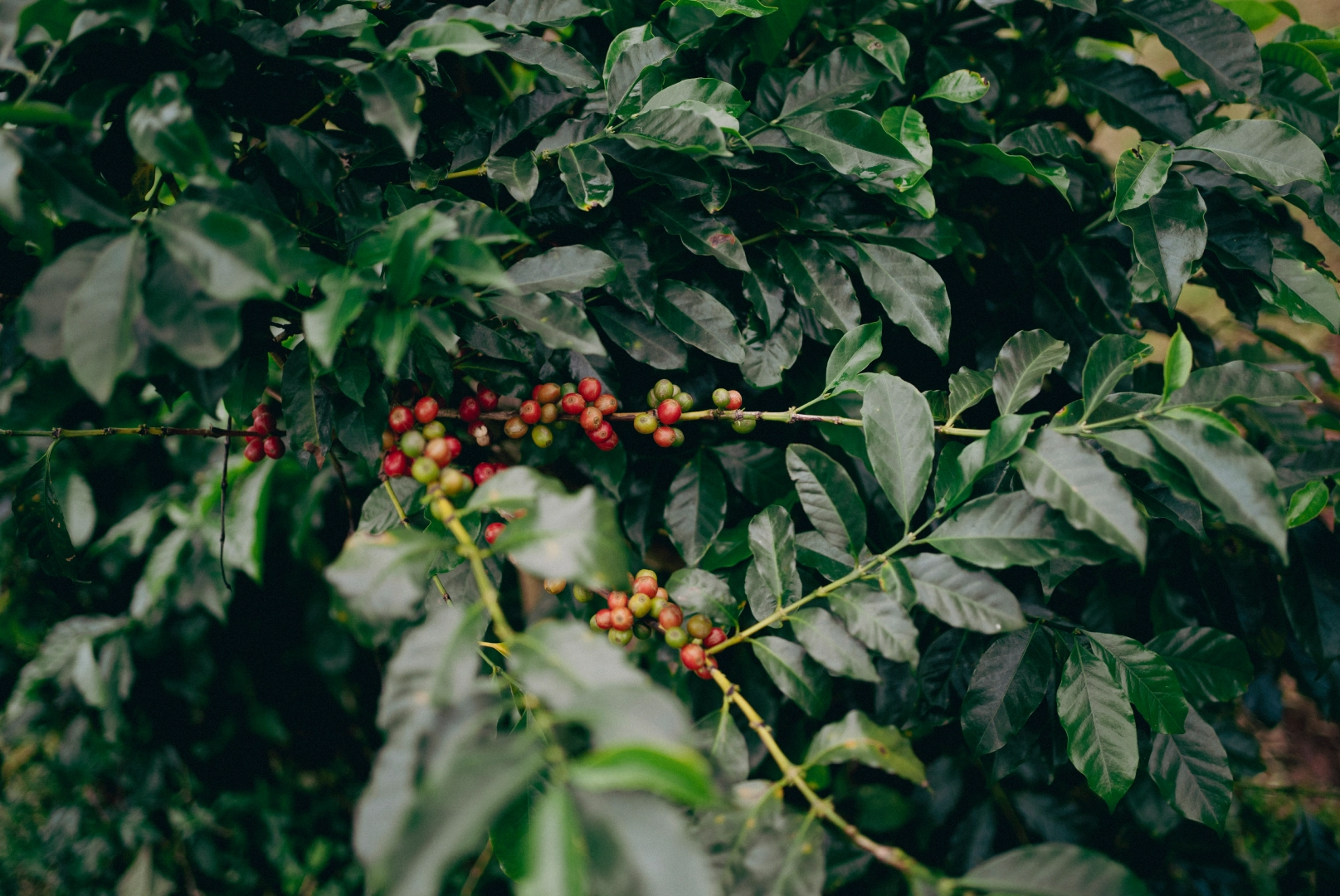 Foto doce de la producción de Chipunga, Malawi