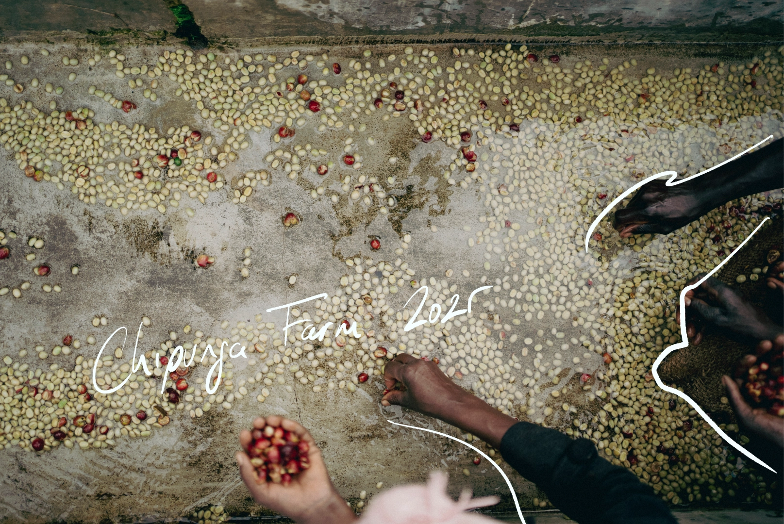 Foto cuatro de la producción de Chipunga, Malawi