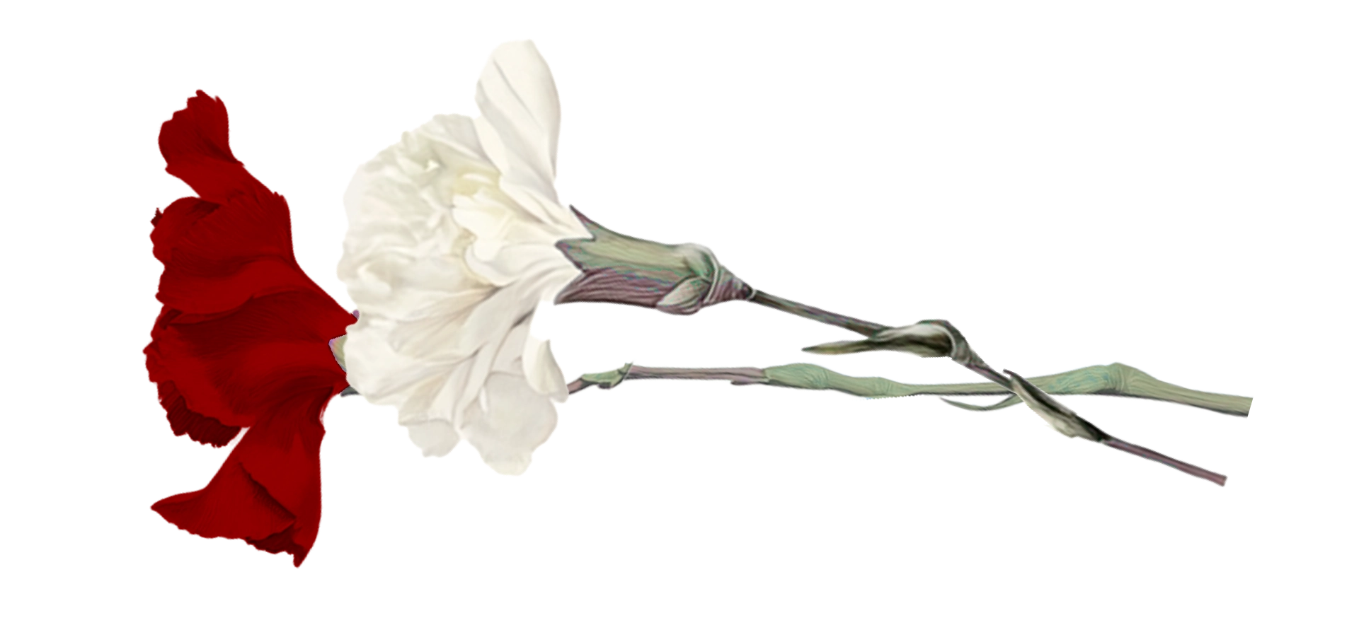 1 clavel rojo y 1 blanco simbolizando la relación, la ilusión y celebración