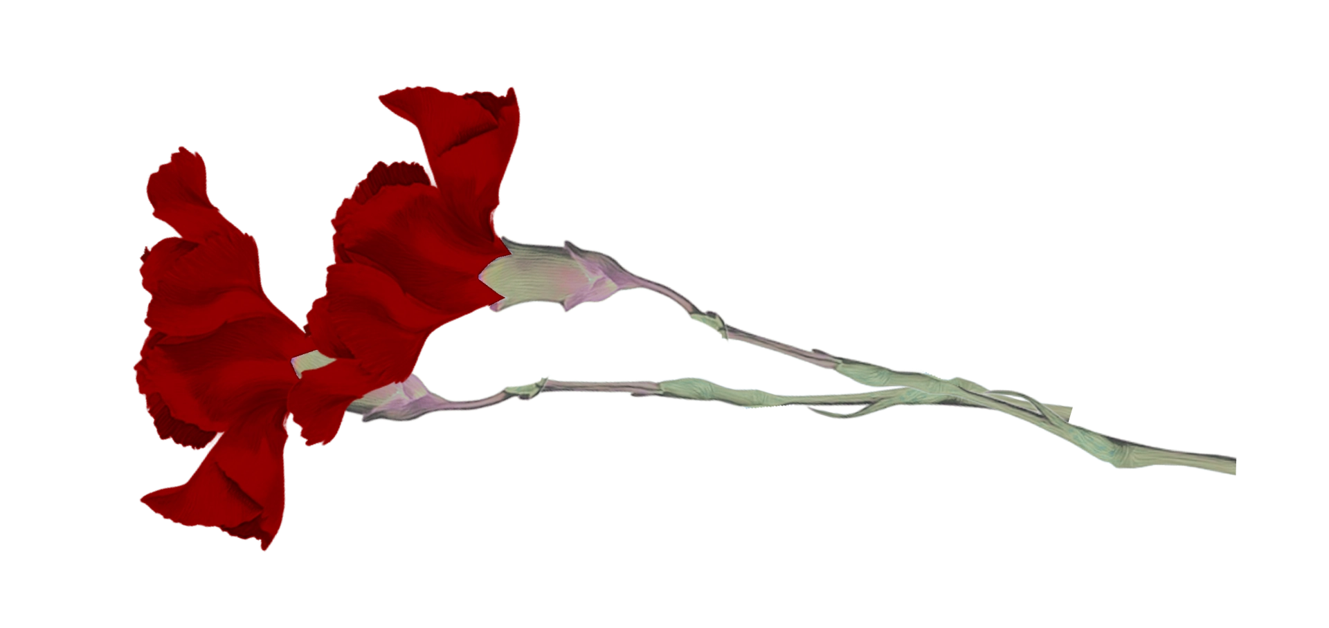 2 claveles rojos simbolizando el matrimonio, lo tradicional y lo establecido